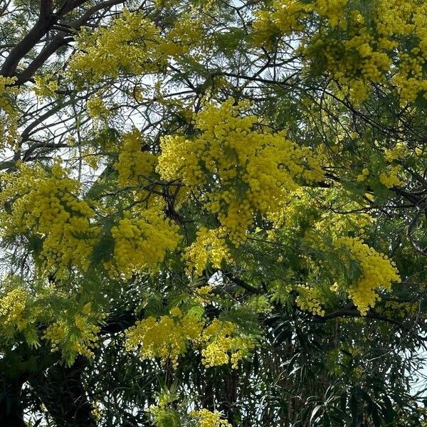 Acacia decurrens Vivejo