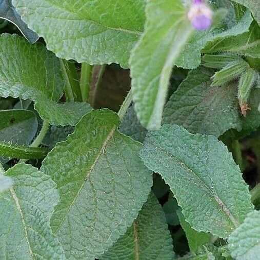 Salvia viridis Φύλλο