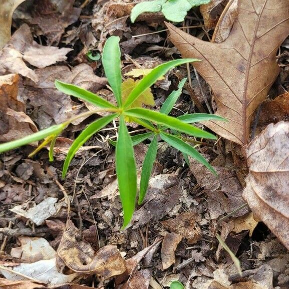 Coreopsis major 叶