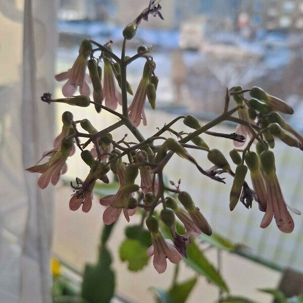 Kalanchoe daigremontiana 花