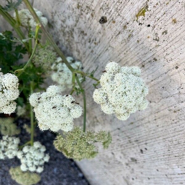 Seseli libanotis Flower