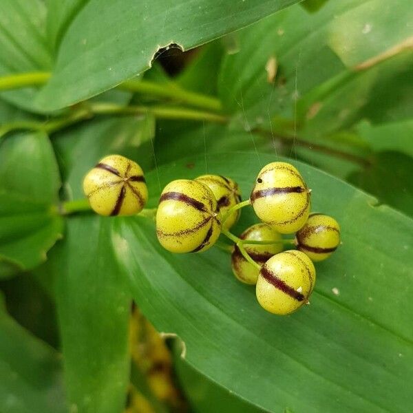 Maianthemum stellatum Vrucht