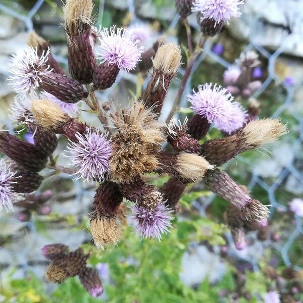 Cirsium arvense Blomma