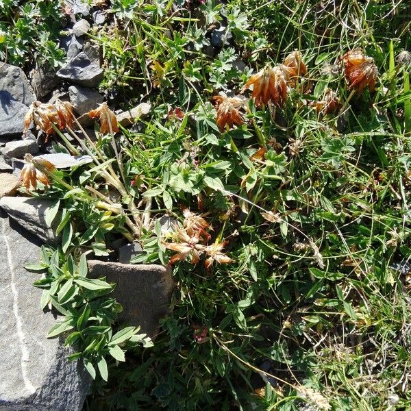 Trifolium alpinum Tervik taim