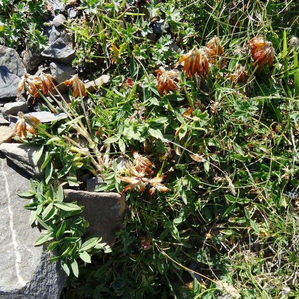 Trifolium alpinum অভ্যাস