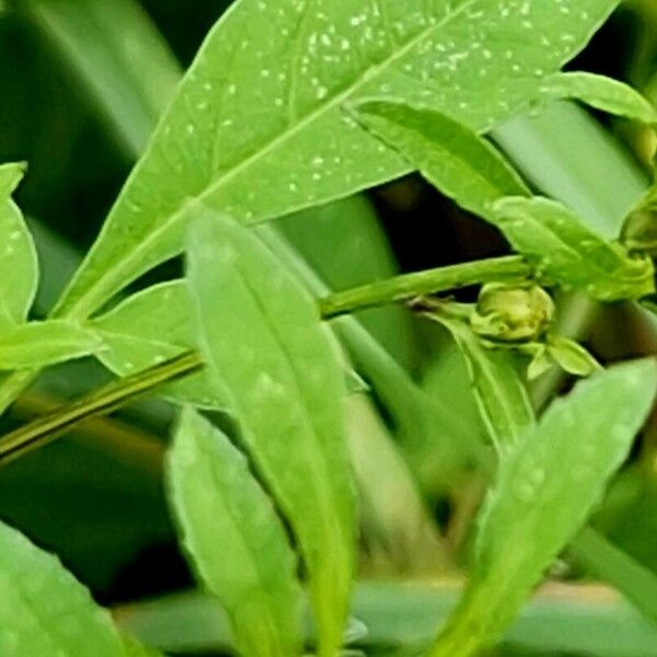 Bidens tripartita 整株植物