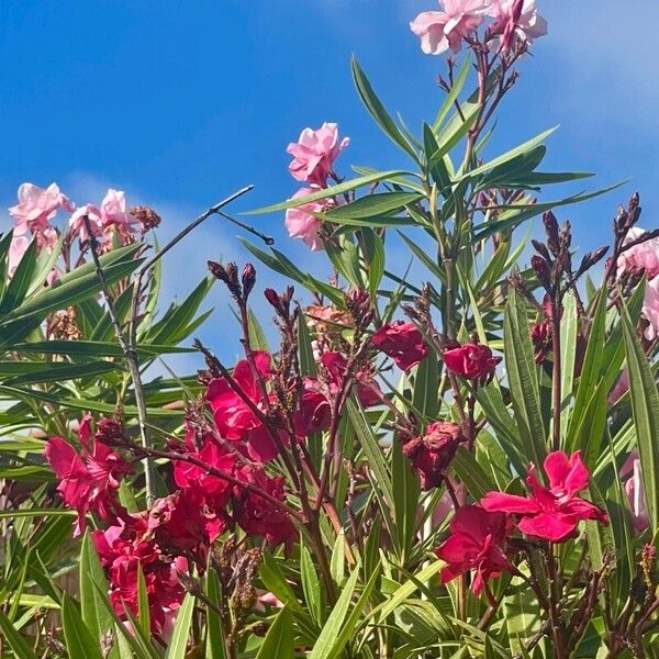 Nerium oleander Fiore