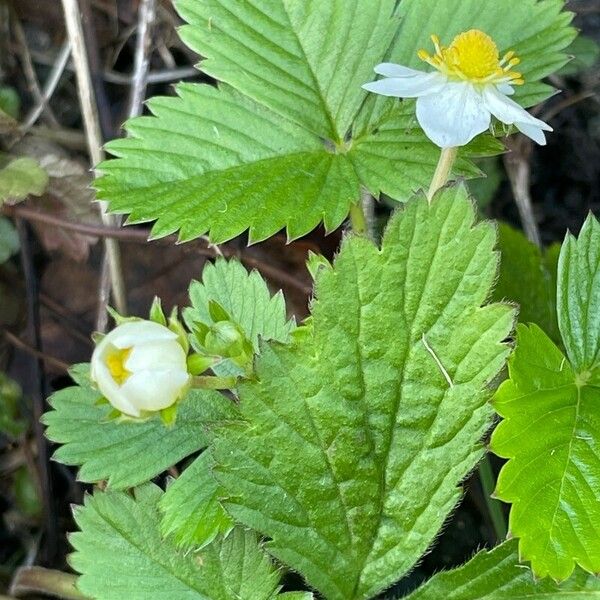 Fragaria viridis Blomma