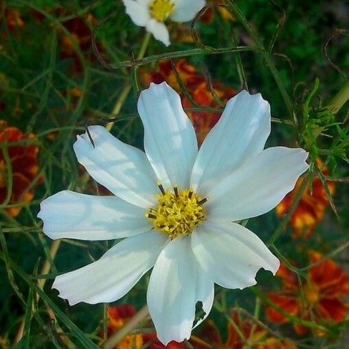 Cosmos bipinnatus Çiçek
