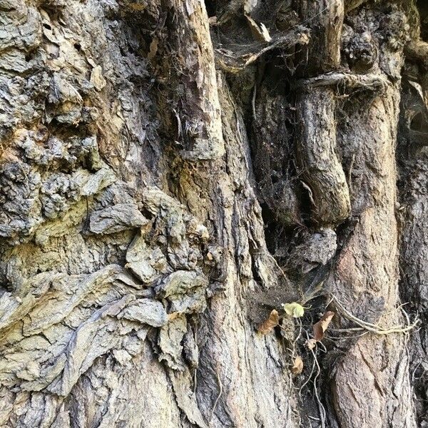 Populus nigra Bark