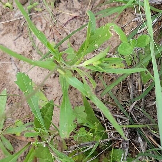 Gaillardia aestivalis ഇല