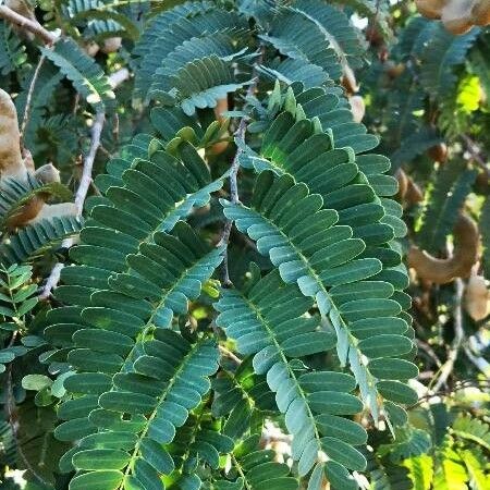 Tamarindus indica Blad