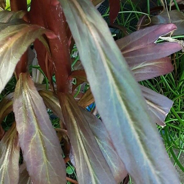 Lobelia cardinalis পাতা