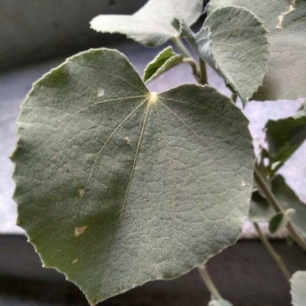Abutilon pannosum Leaf