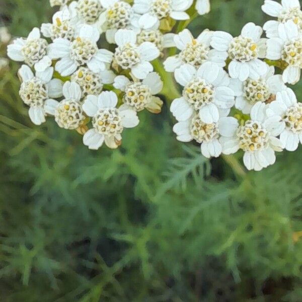 Achillea chamaemelifolia Цвят