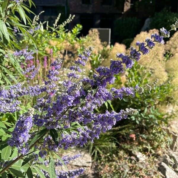 Vitex agnus-castus Kwiat