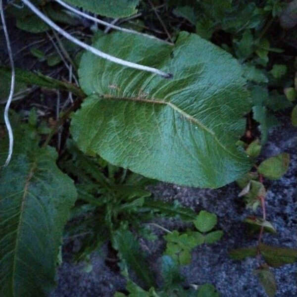 Rumex obtusifolius Blatt