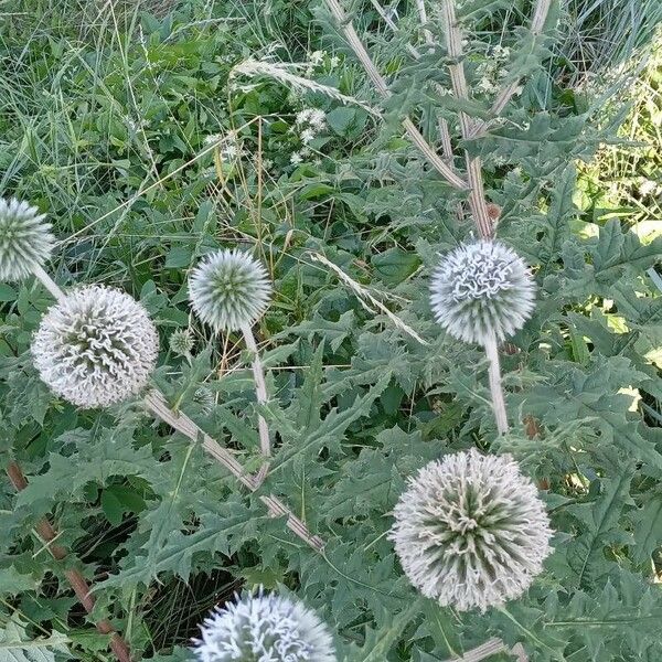 Echinops sphaerocephalus Hábitos