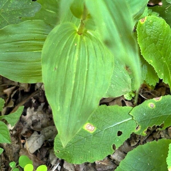 Epipactis helleborine ഇല