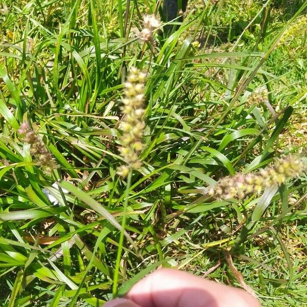 Cenchrus echinatus Hedelmä