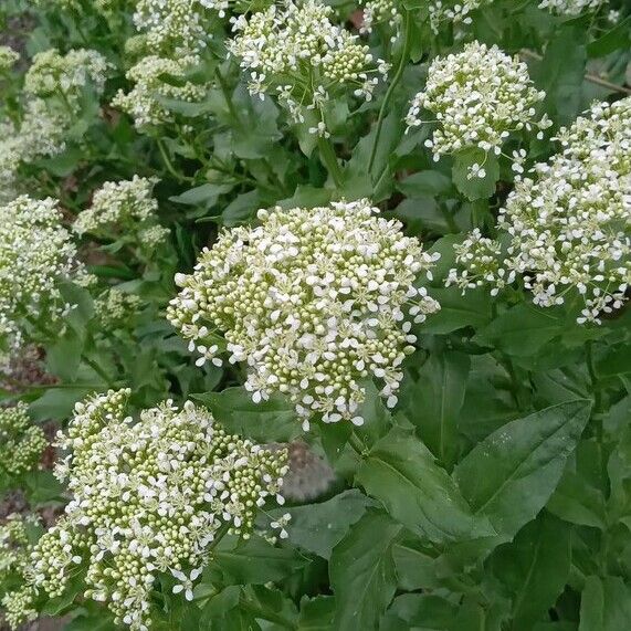 Lepidium draba 形態