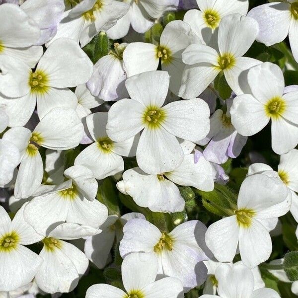 Arabis alpina Flower