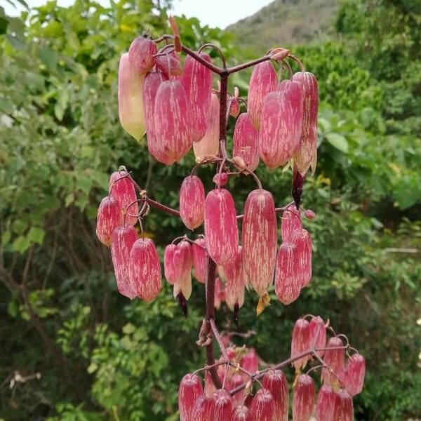 Bryophyllum pinnatum Virág