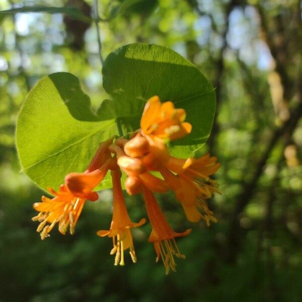 Lonicera ciliosa Цвят