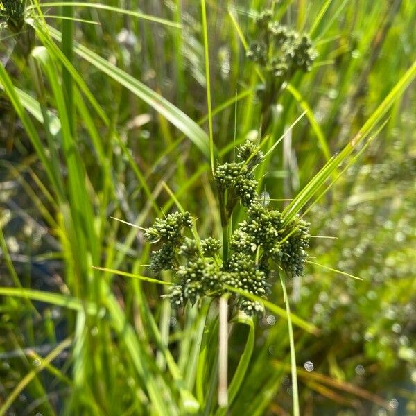 Scirpus atrovirens Fiore