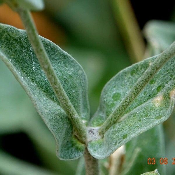 Silene coronaria برگ