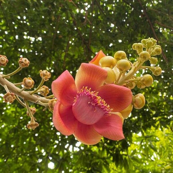 Couroupita guianensis Çiçek