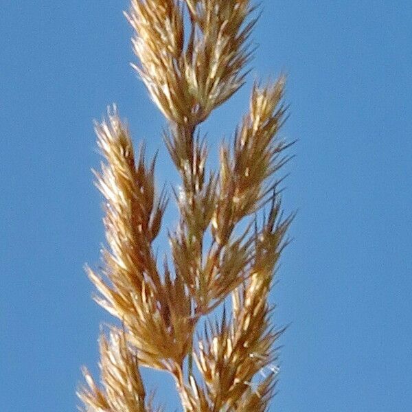 Calamagrostis epigejos Blüte