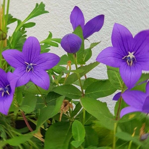 Campanula carpatica 花