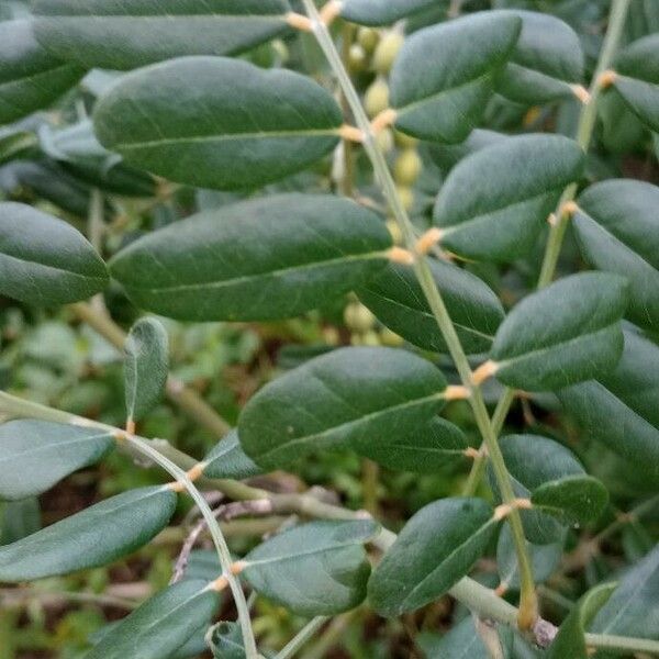 Sophora tomentosa Liść