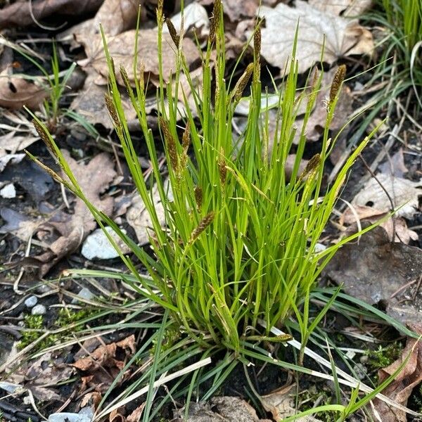 Carex pensylvanica Flower