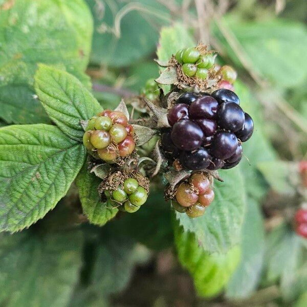 Rubus pruinosus Fruto