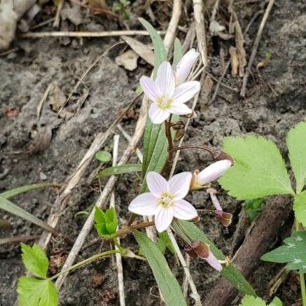 Claytonia virginica 花