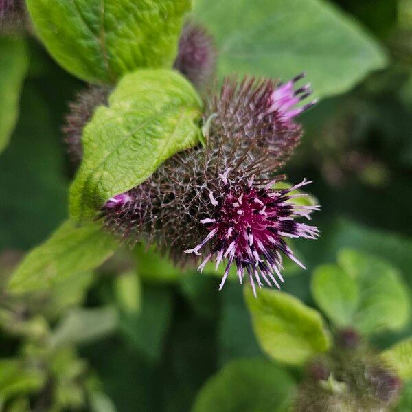 Arctium nemorosum 花