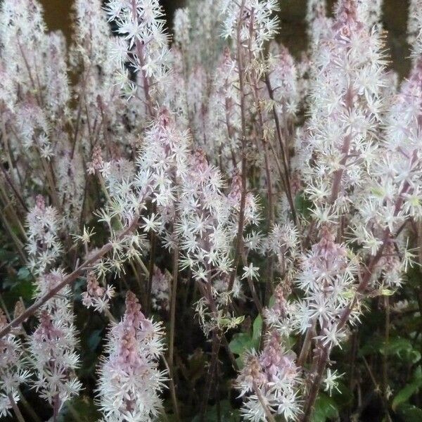 Tiarella cordifolia Fiore