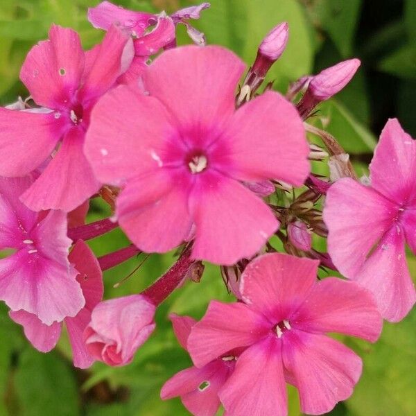 Phlox paniculata Цвят