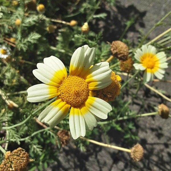 Glebionis coronaria Flower