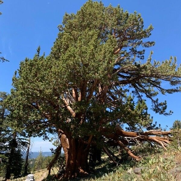 Juniperus occidentalis Fuelha