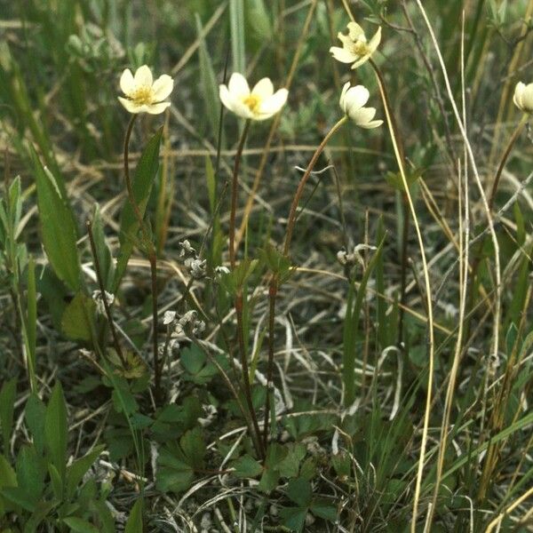 Anemone parviflora Habit