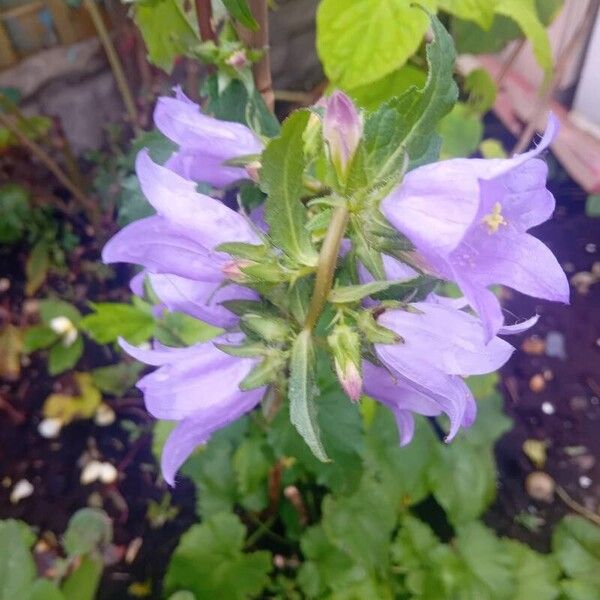 Campanula latifolia 花