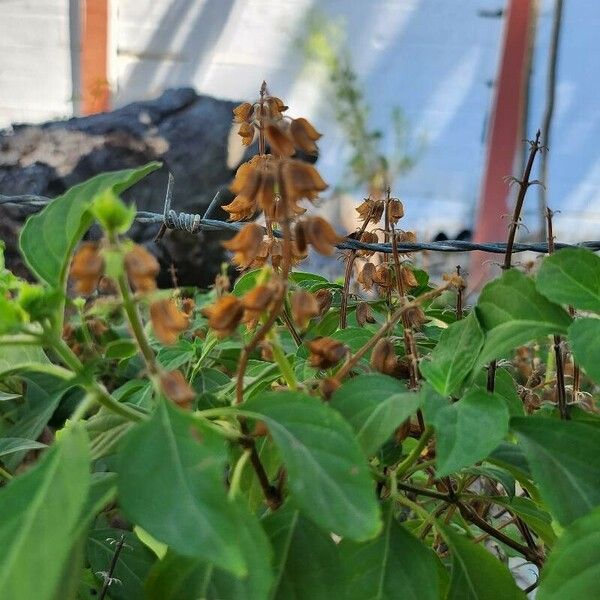 Ocimum campechianum Fruit