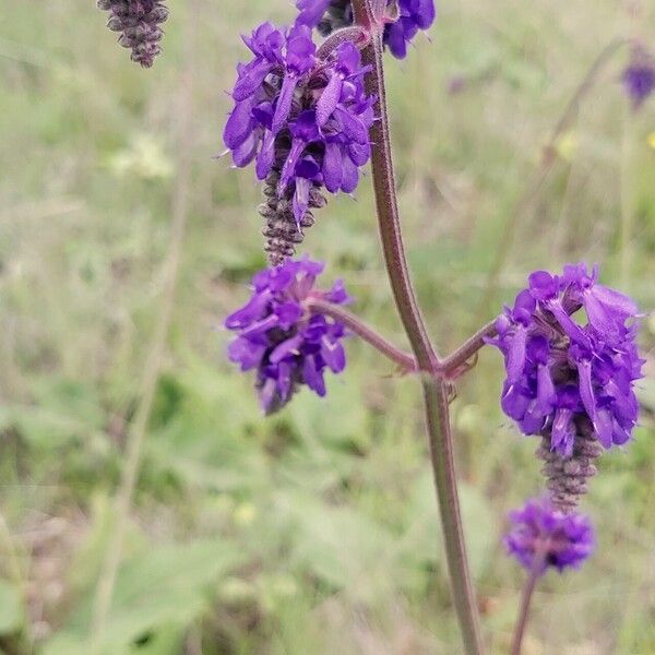 Salvia nutans Flower