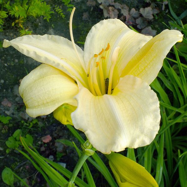 Hemerocallis lilioasphodelus Blomma