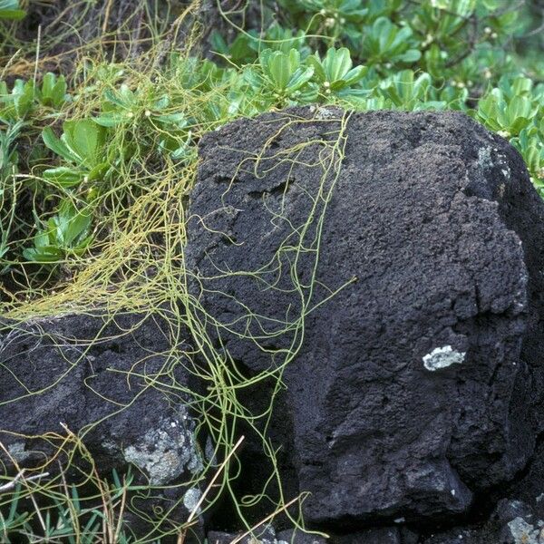 Cassytha filiformis عادت