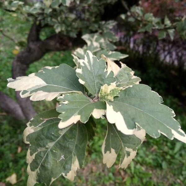 Hibiscus syriacus पत्ता