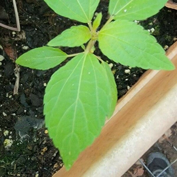 Acalypha virginica Habitus